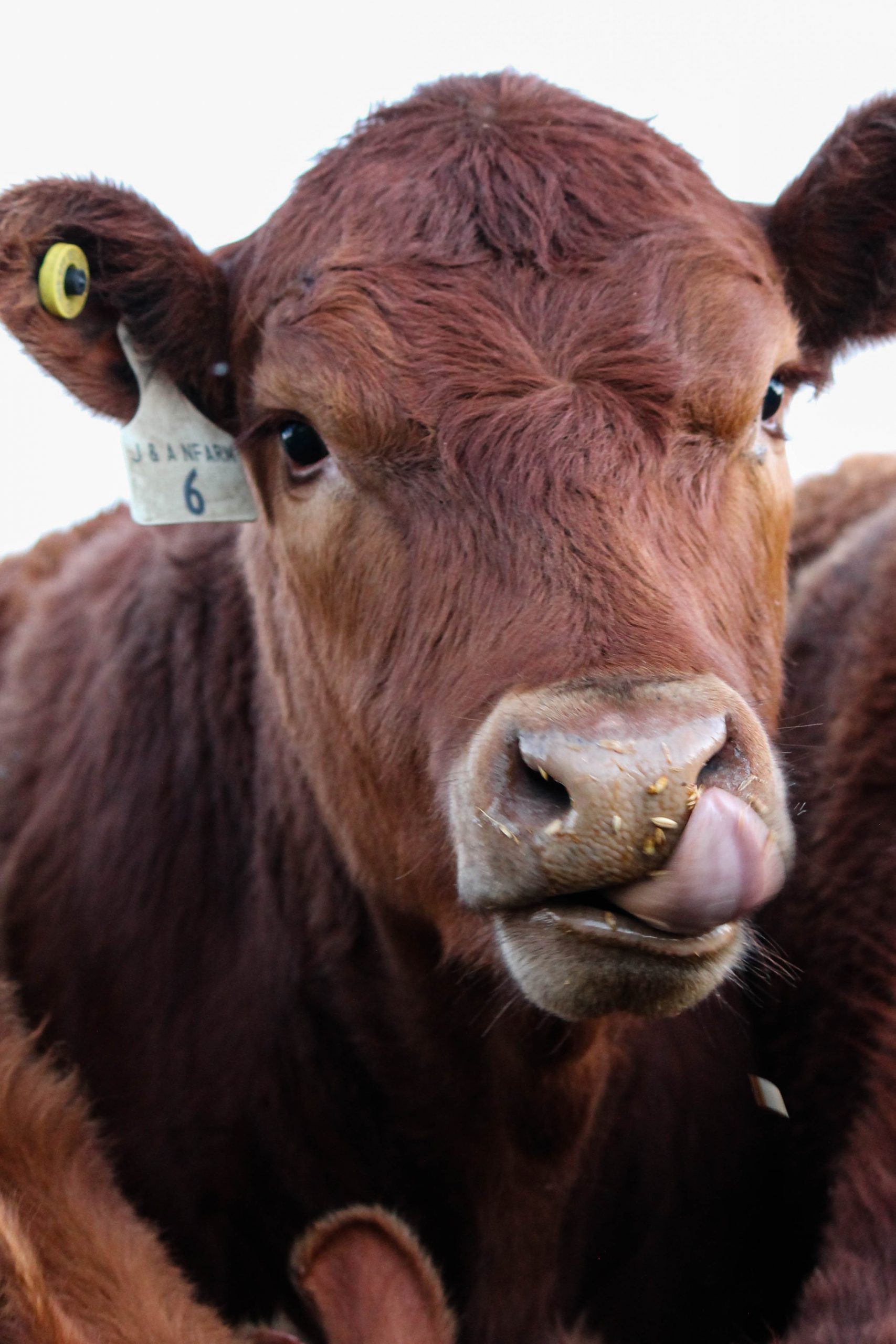 PORTRAITS FROM THE FARM