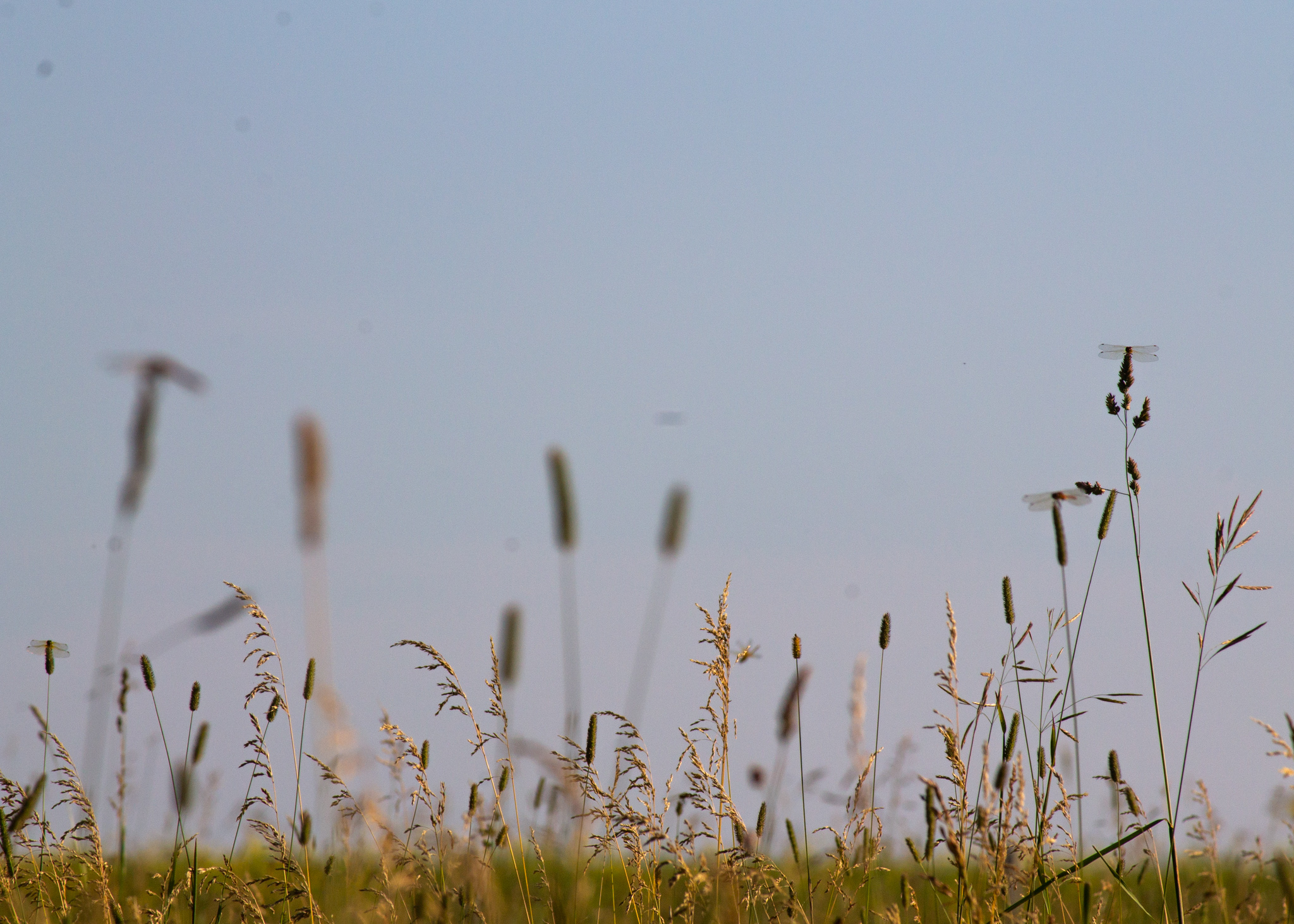 It’s Dragonfly Season!!
