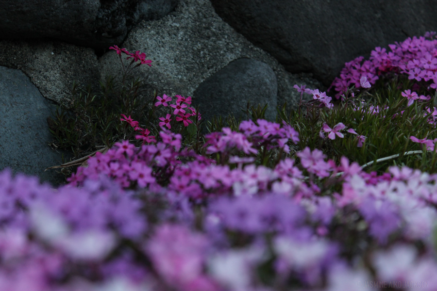 It’s Time To Stop To Smell the Flowers