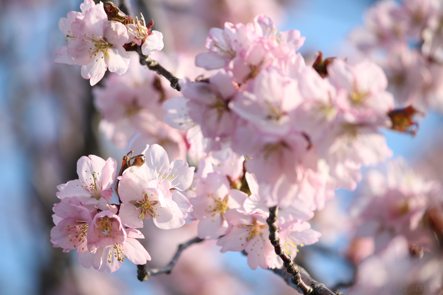 A Golden Opportunity for Cherry Blossoms in Hokkaido – JAIKOJACKS