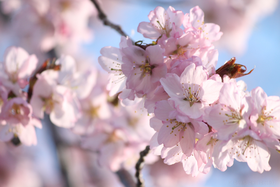 A Golden Opportunity for Cherry Blossoms in Hokkaido