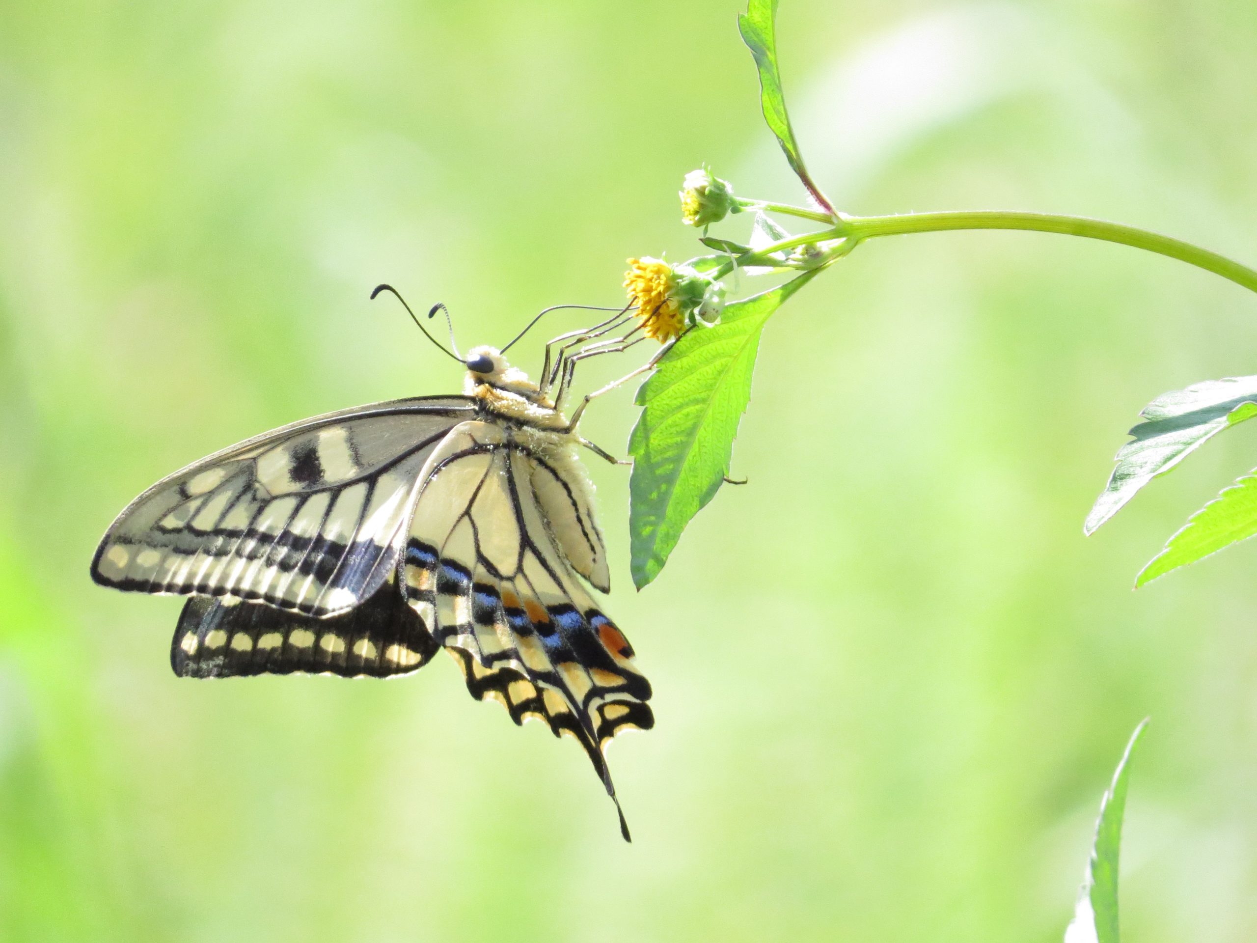 Kids Raise Insects at School to Develop Kindness and Empathy
